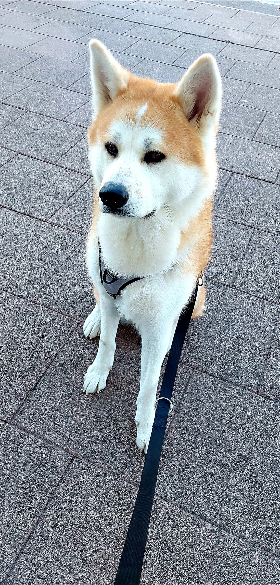 La Patte Blanche : Educateur comportementaliste canin — photo