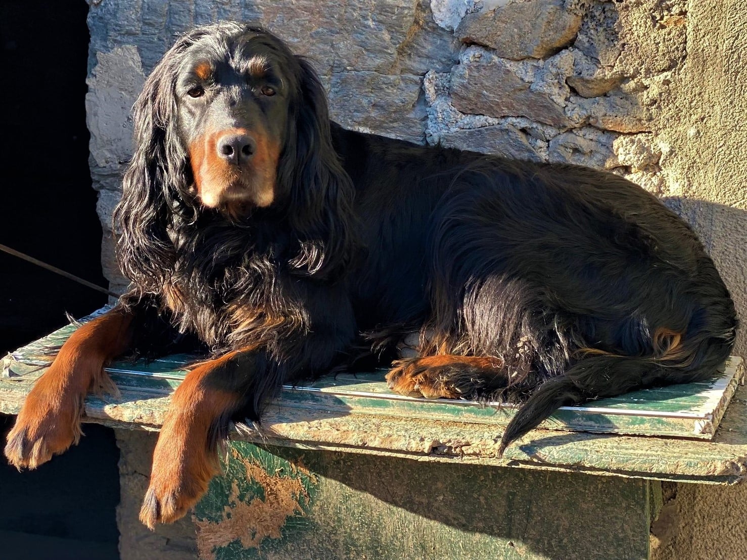 Elevage Canin du Ségala - Pierre Griffeuille — photo