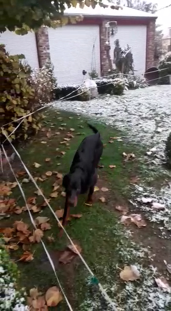Elevage Canin du Ségala - Pierre Griffeuille — photo