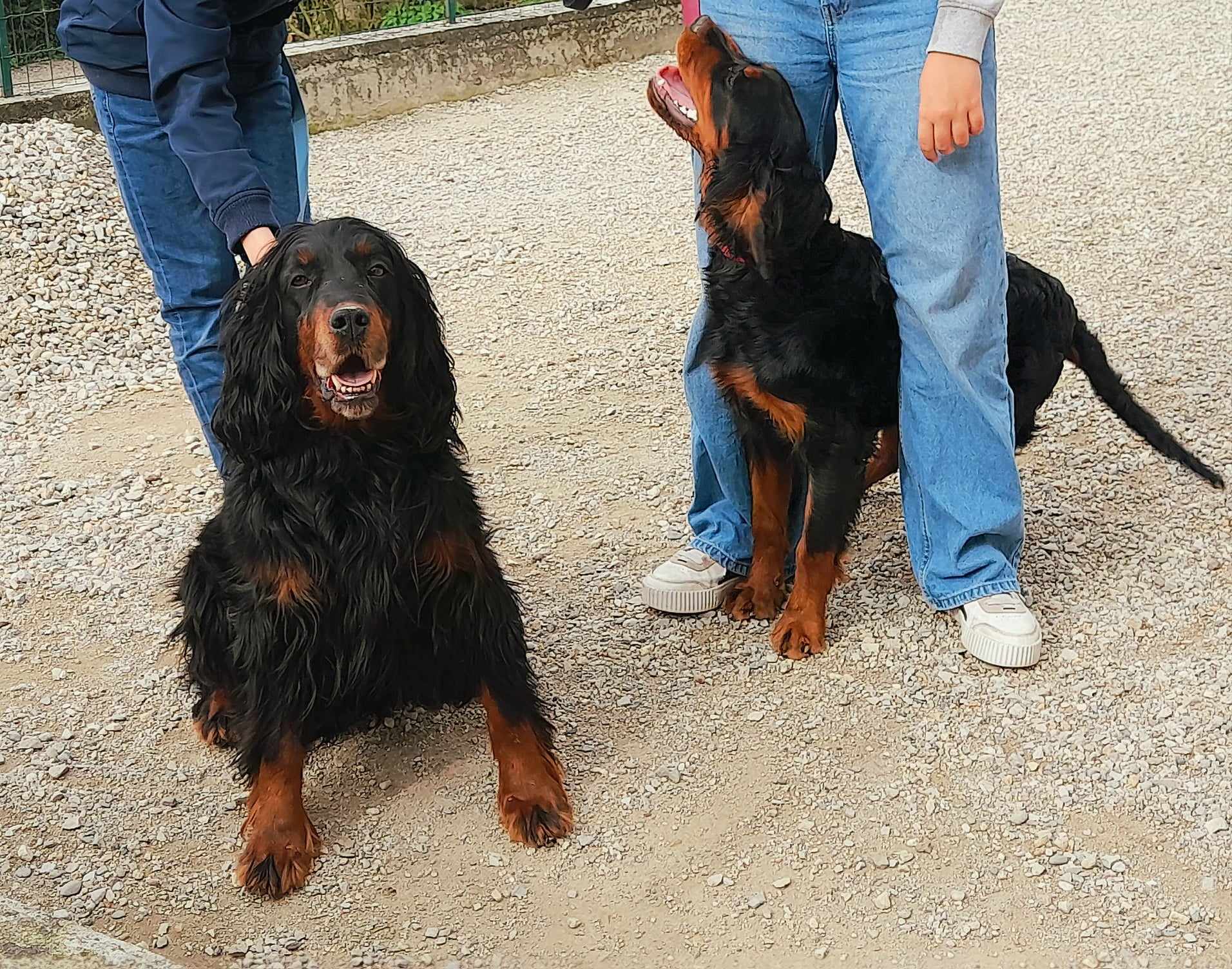Elevage Canin du Ségala - Pierre Griffeuille — photo