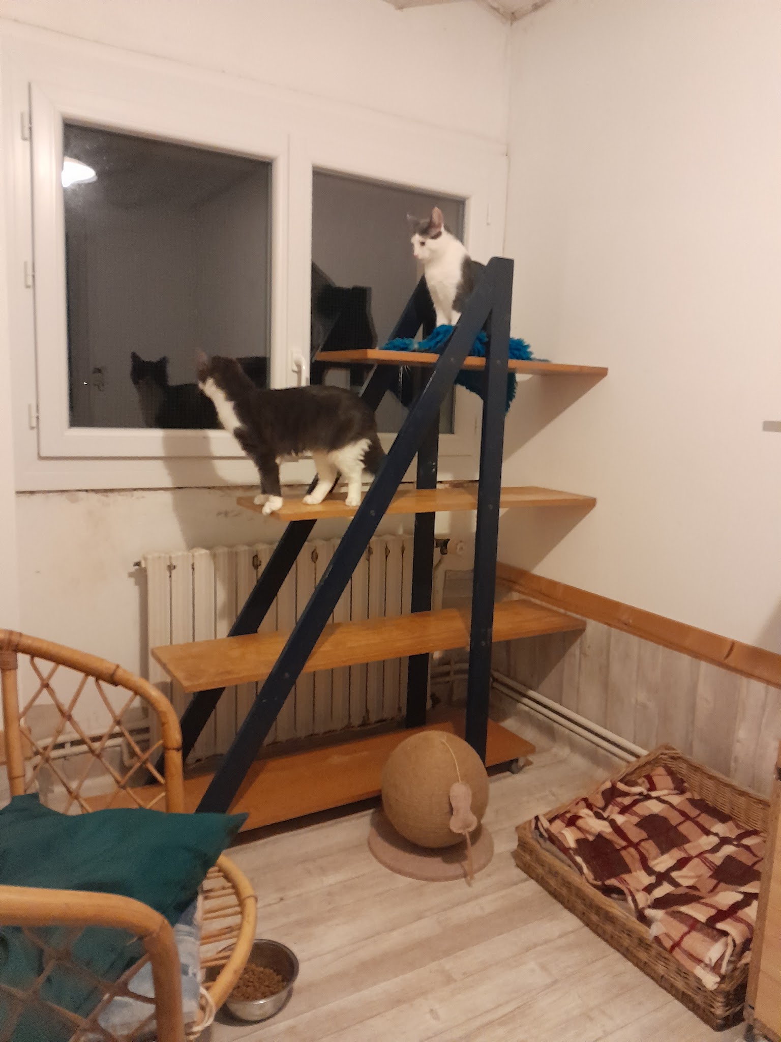 PENSION CANINE FELINE CHARENTE MARITIME ANIMOCEAN — photo