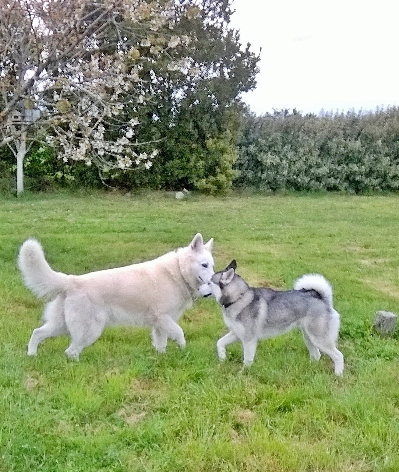 PENSION CANINE FELINE CHARENTE MARITIME ANIMOCEAN — photo