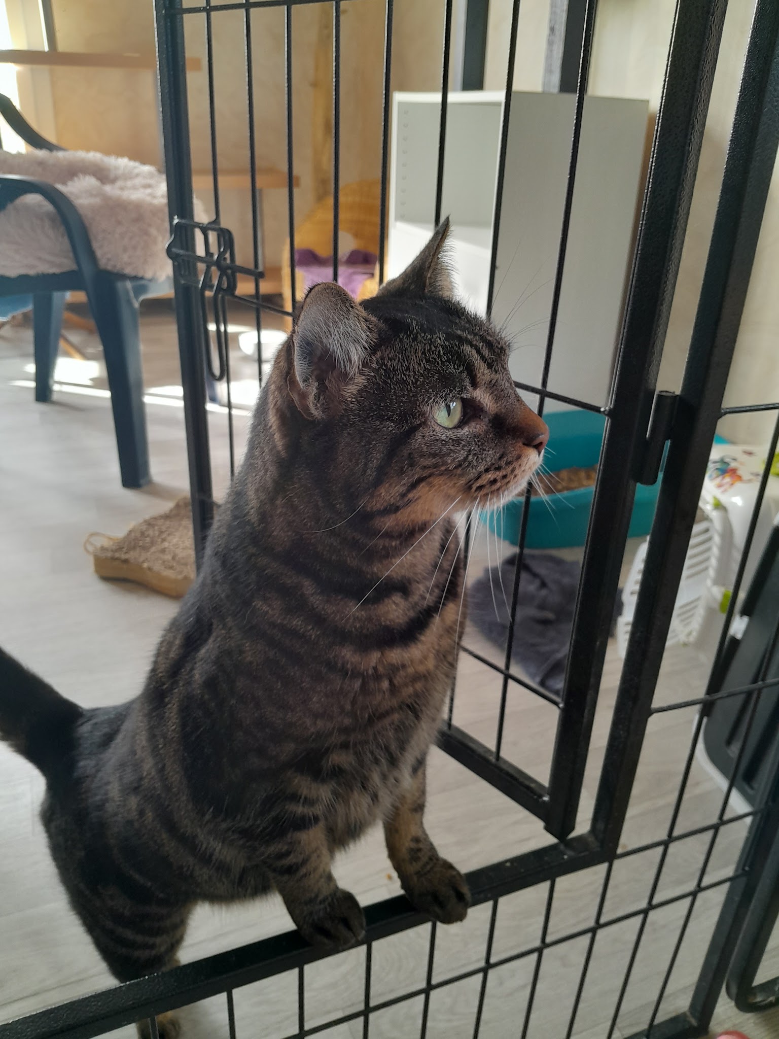 PENSION CANINE FELINE CHARENTE MARITIME ANIMOCEAN — photo