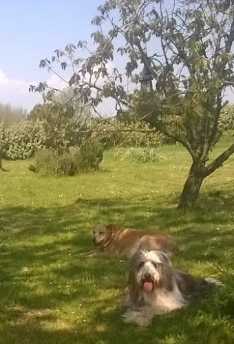 PENSION CANINE FELINE CHARENTE MARITIME ANIMOCEAN
