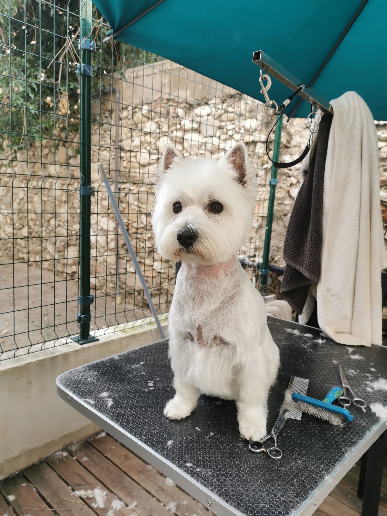 Rêves canin — photo