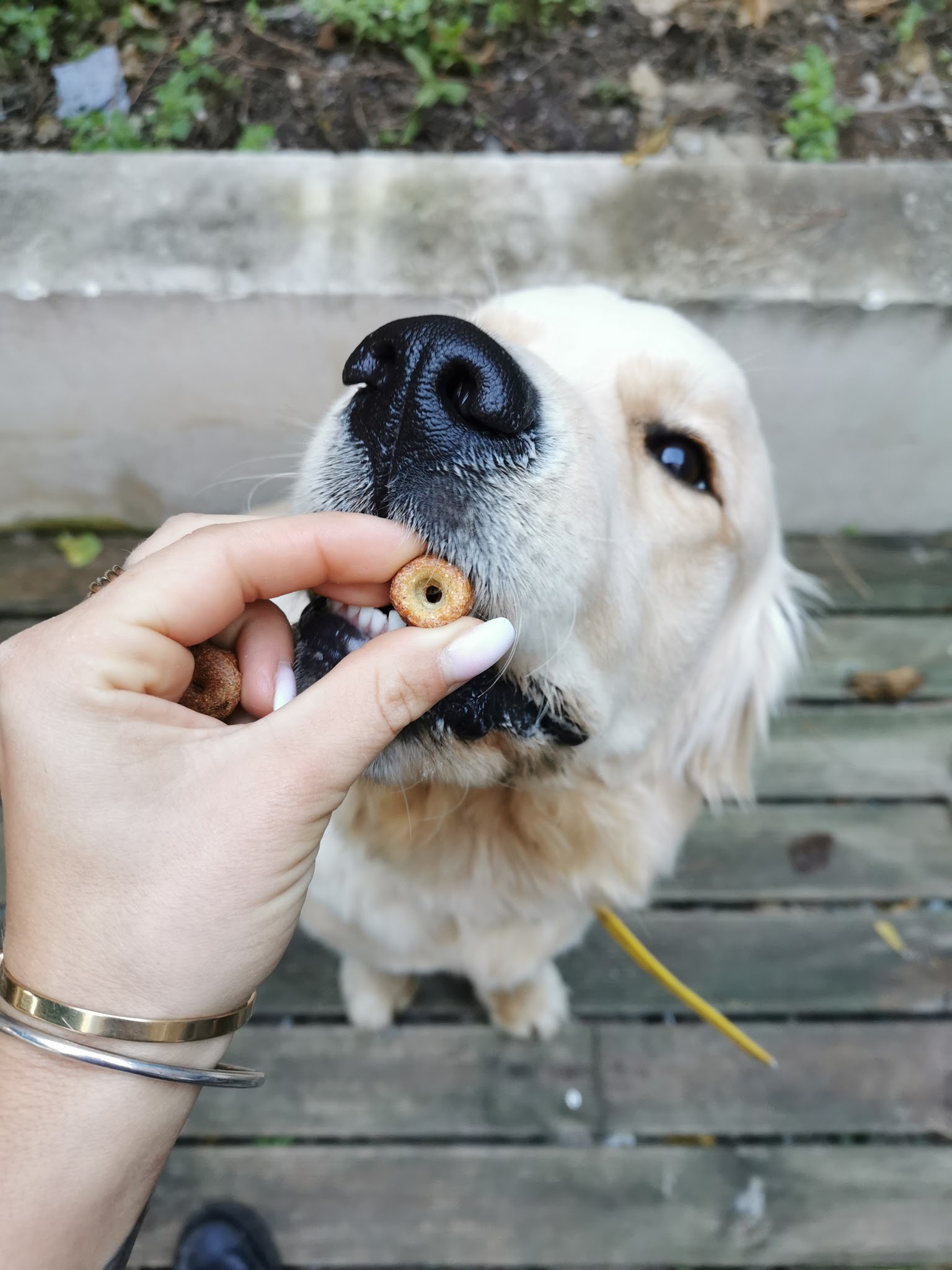 Rêves canin — photo