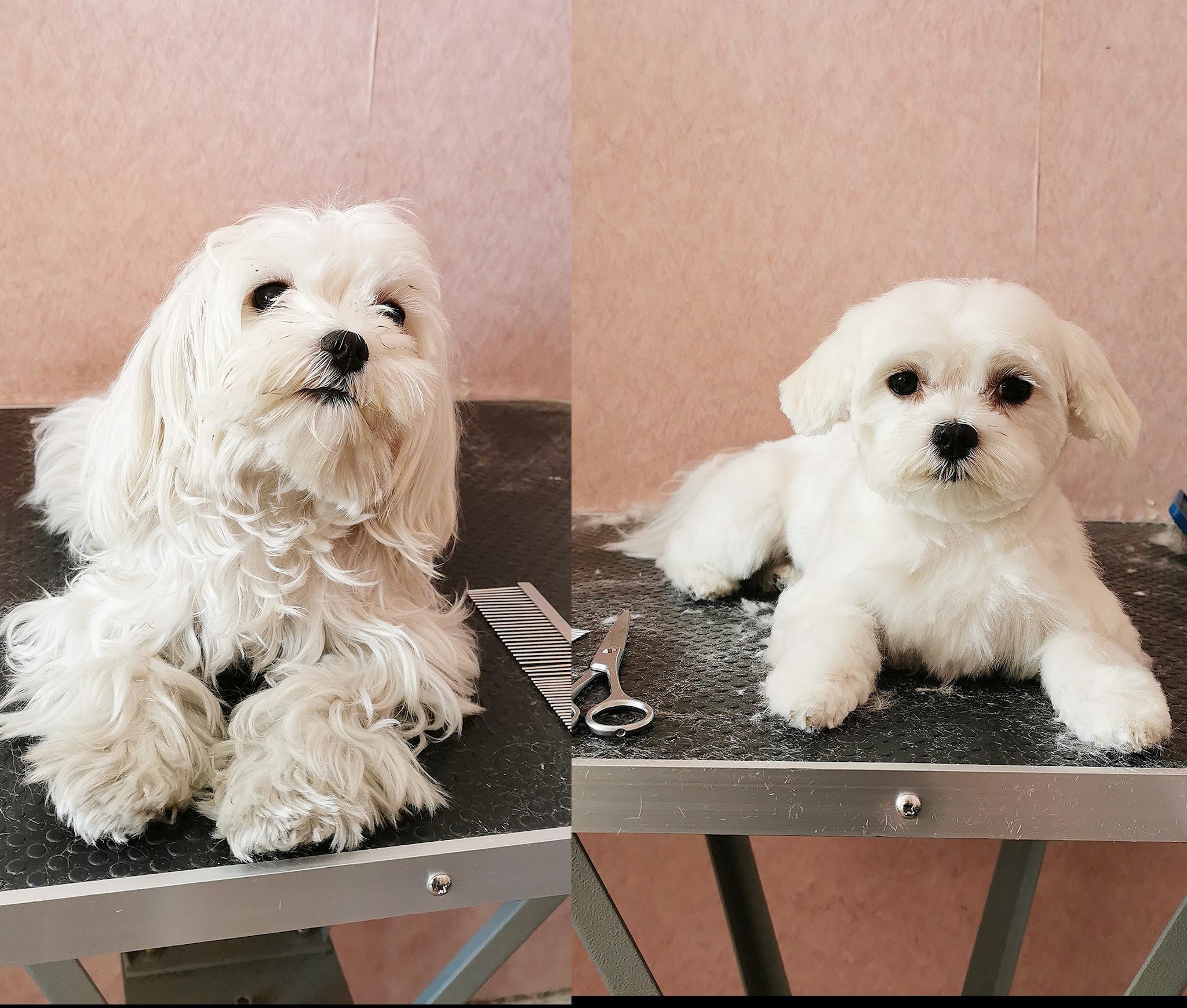 Rêves canin — photo
