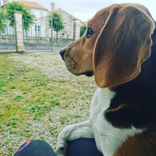 Pet's Chou