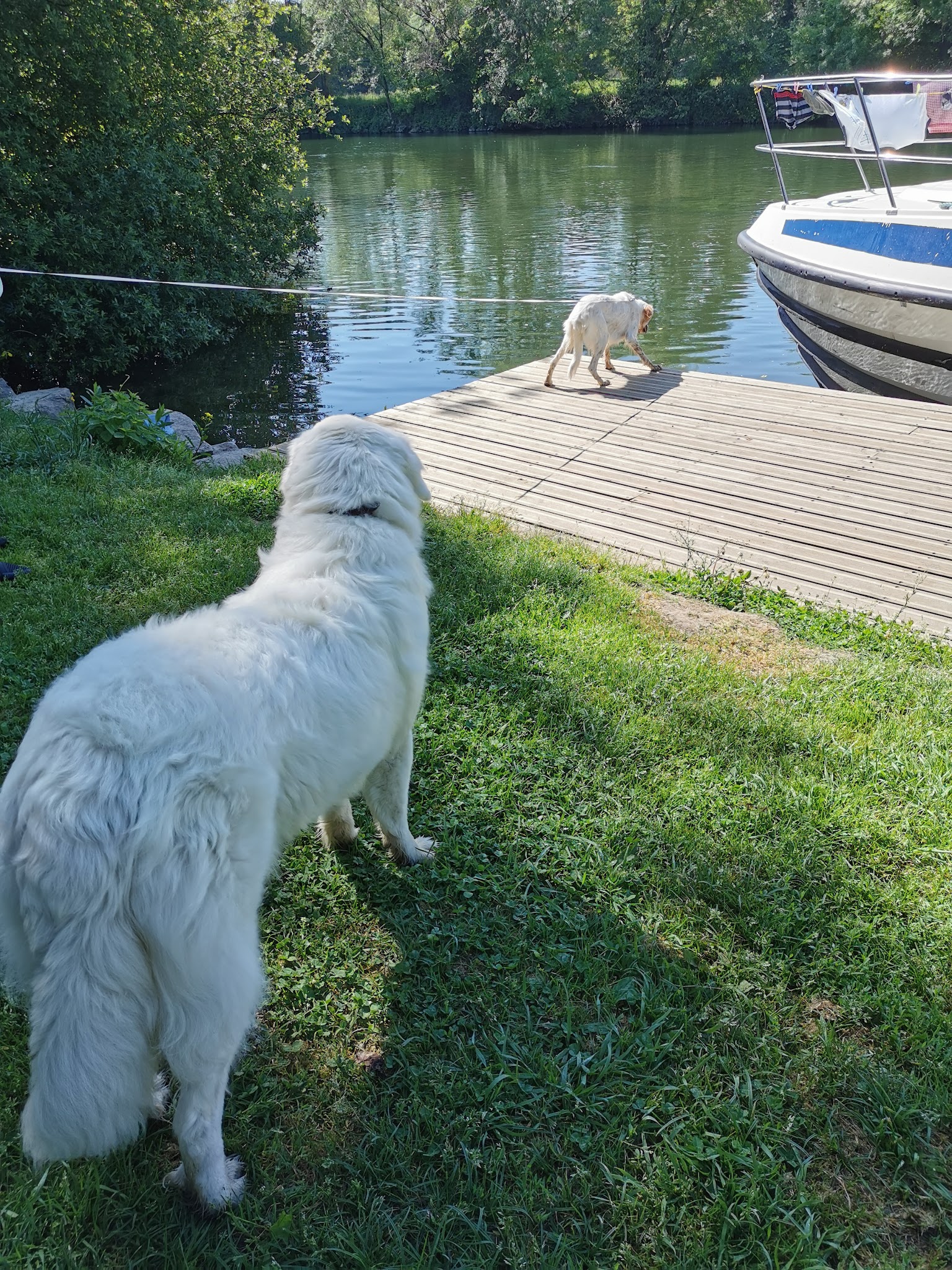 Pet's Chou — photo