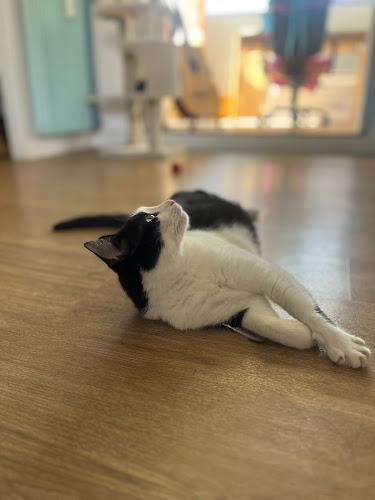 Cosypets