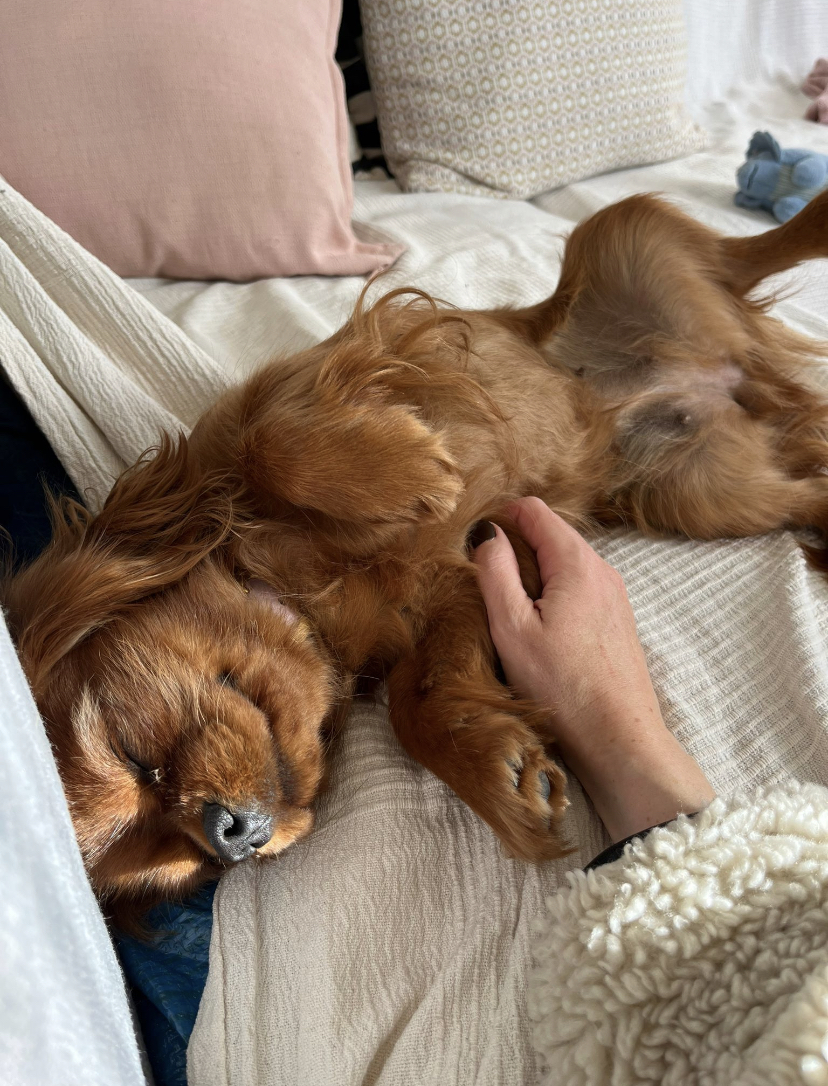 Cosypets — photo