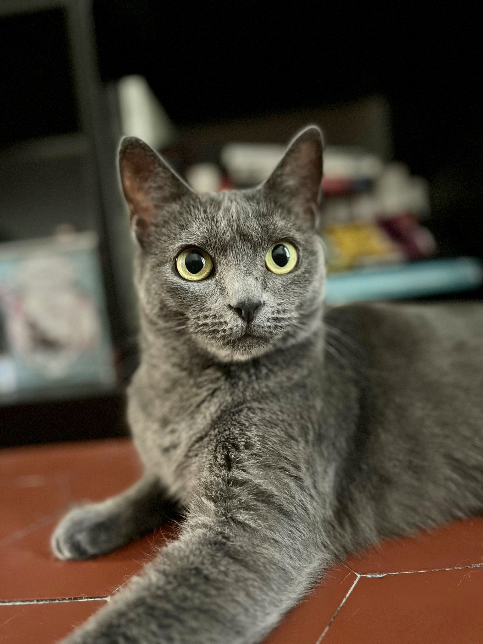 Cosypets — photo