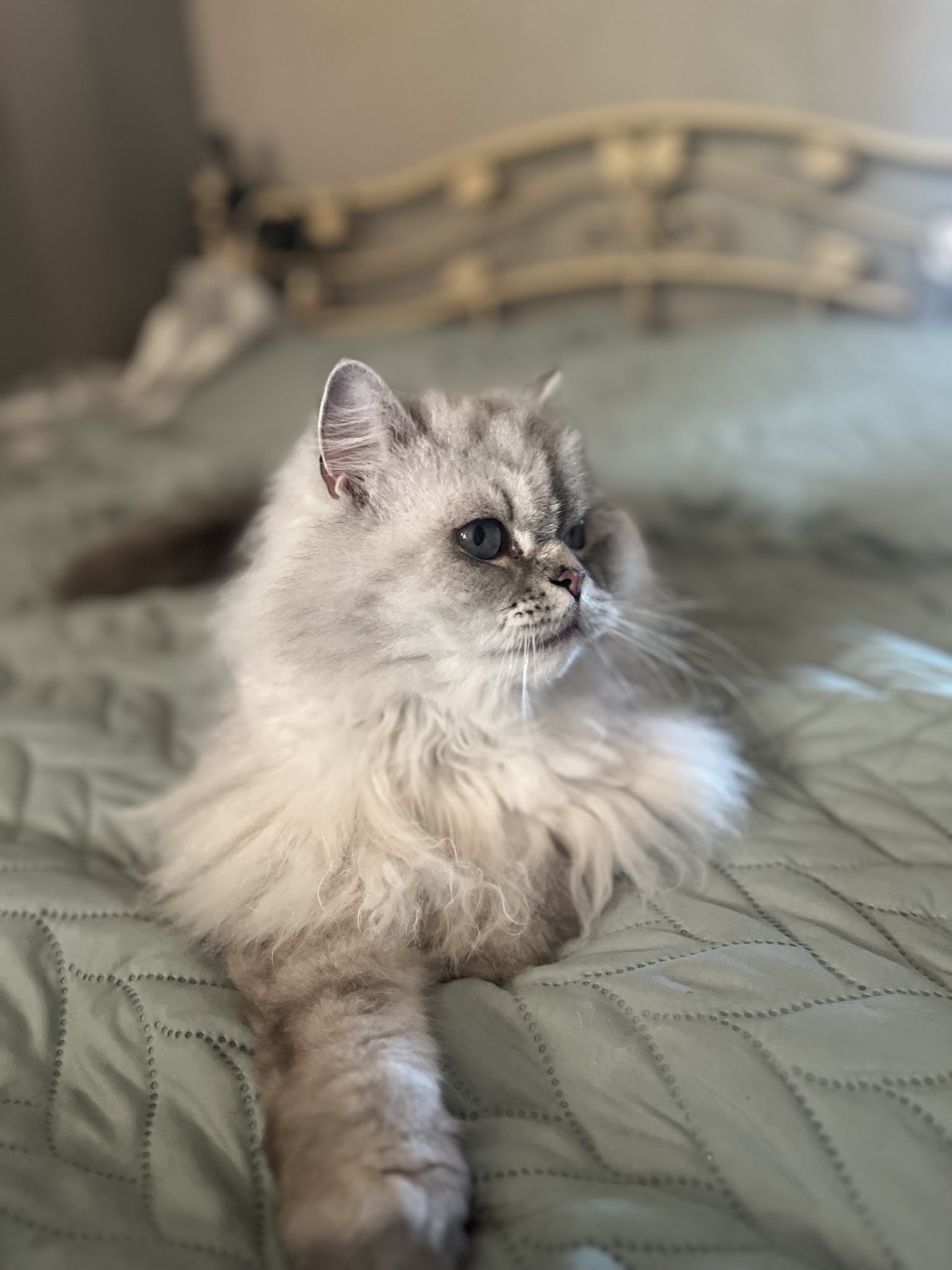 Cosypets — photo