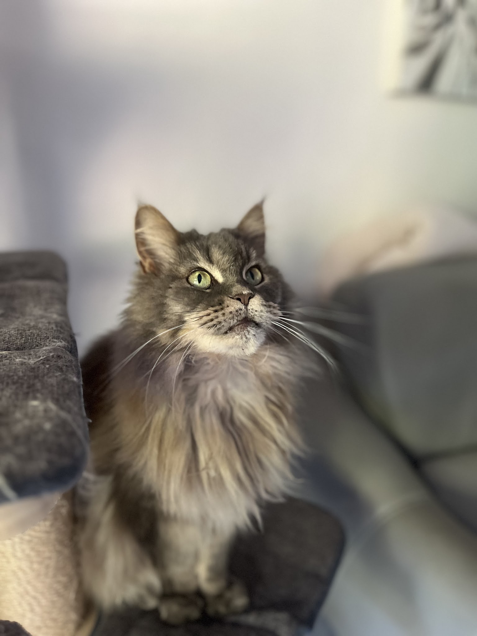 Cosypets — photo