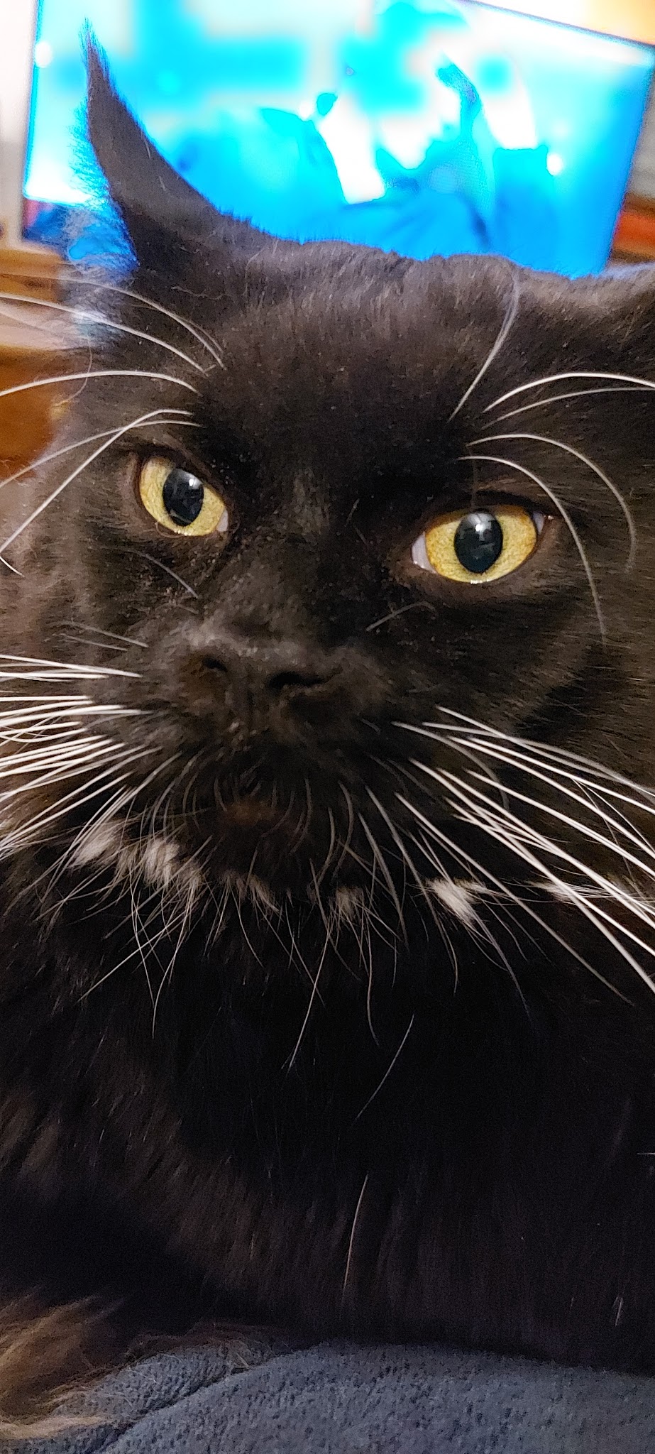 POILS ET PLUMES - Pension pour animaux de compagnie — photo