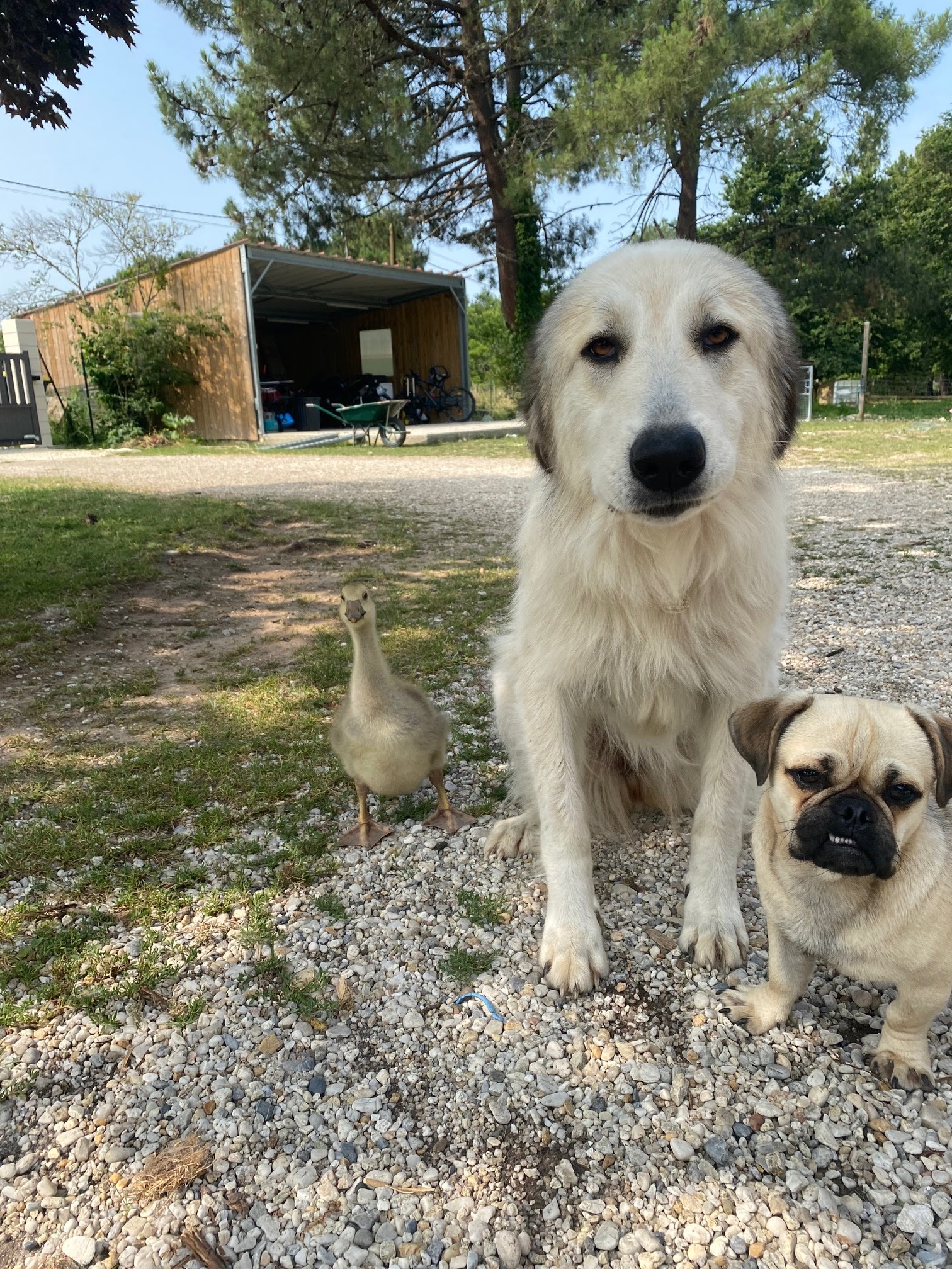 Osmose - Equithérapie - Médiation Animale - Pension Canine — photo