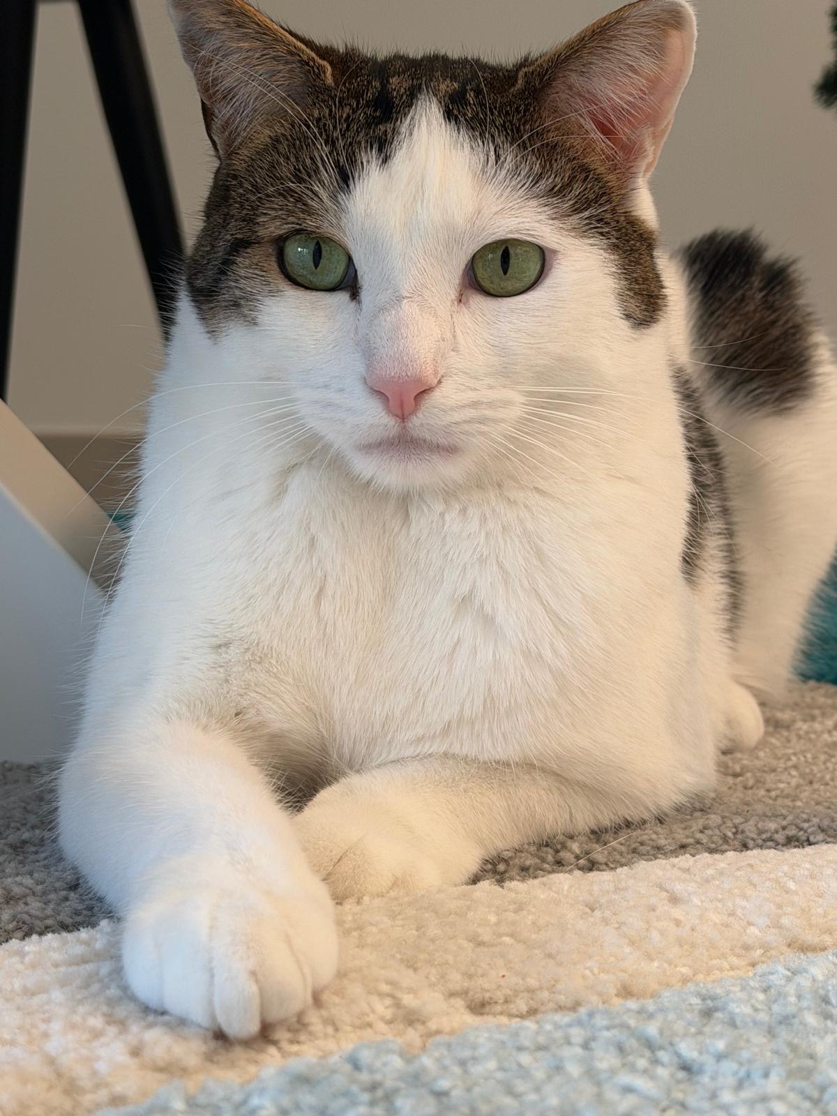 Pet-Services — photo