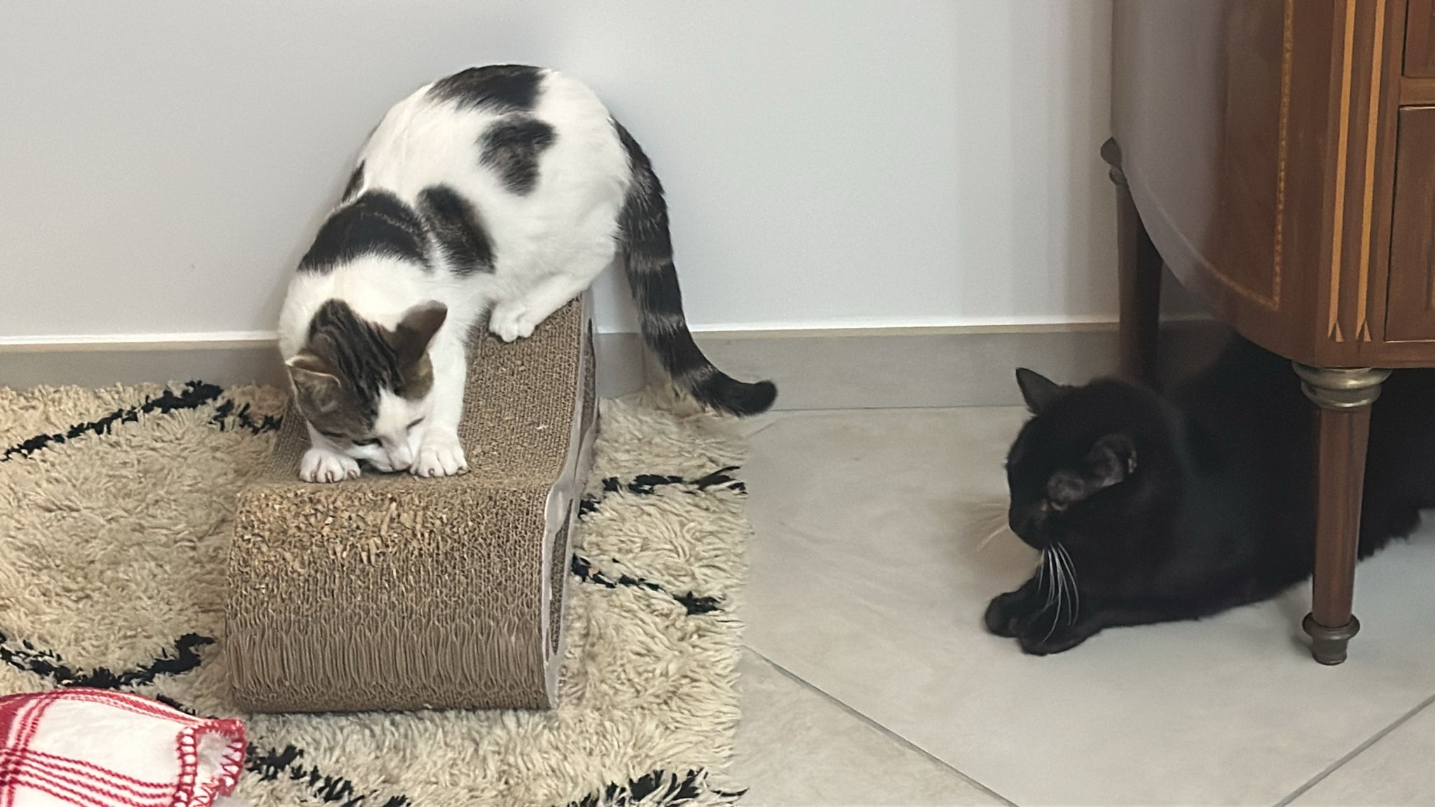 Pet-Services — photo
