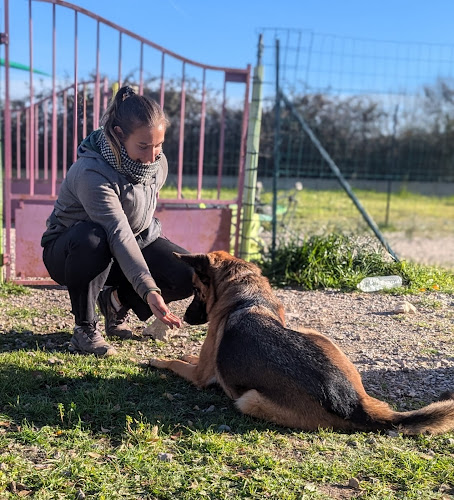 Bas les pattes : éducatrice comportementaliste canin et pet sitter