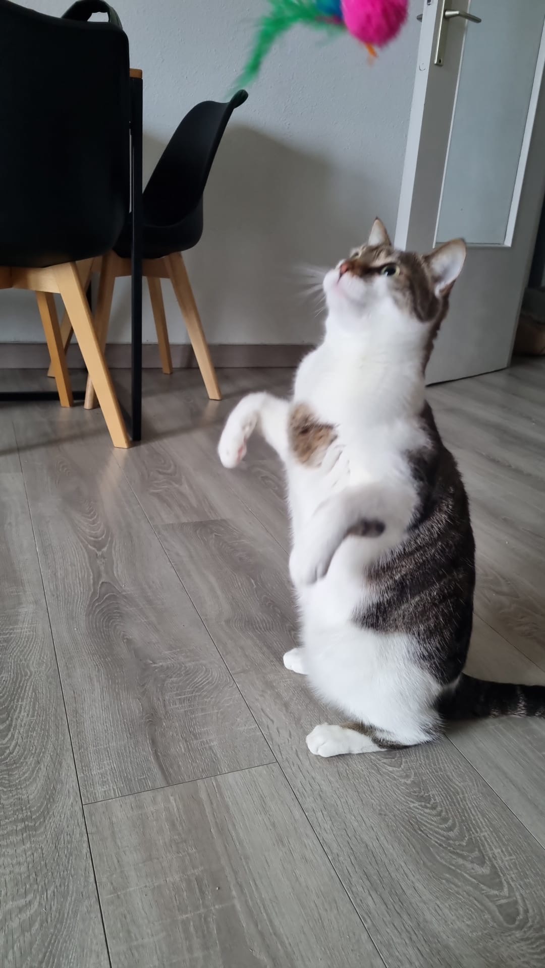 Bas les pattes : éducatrice comportementaliste canin et pet sitter — photo