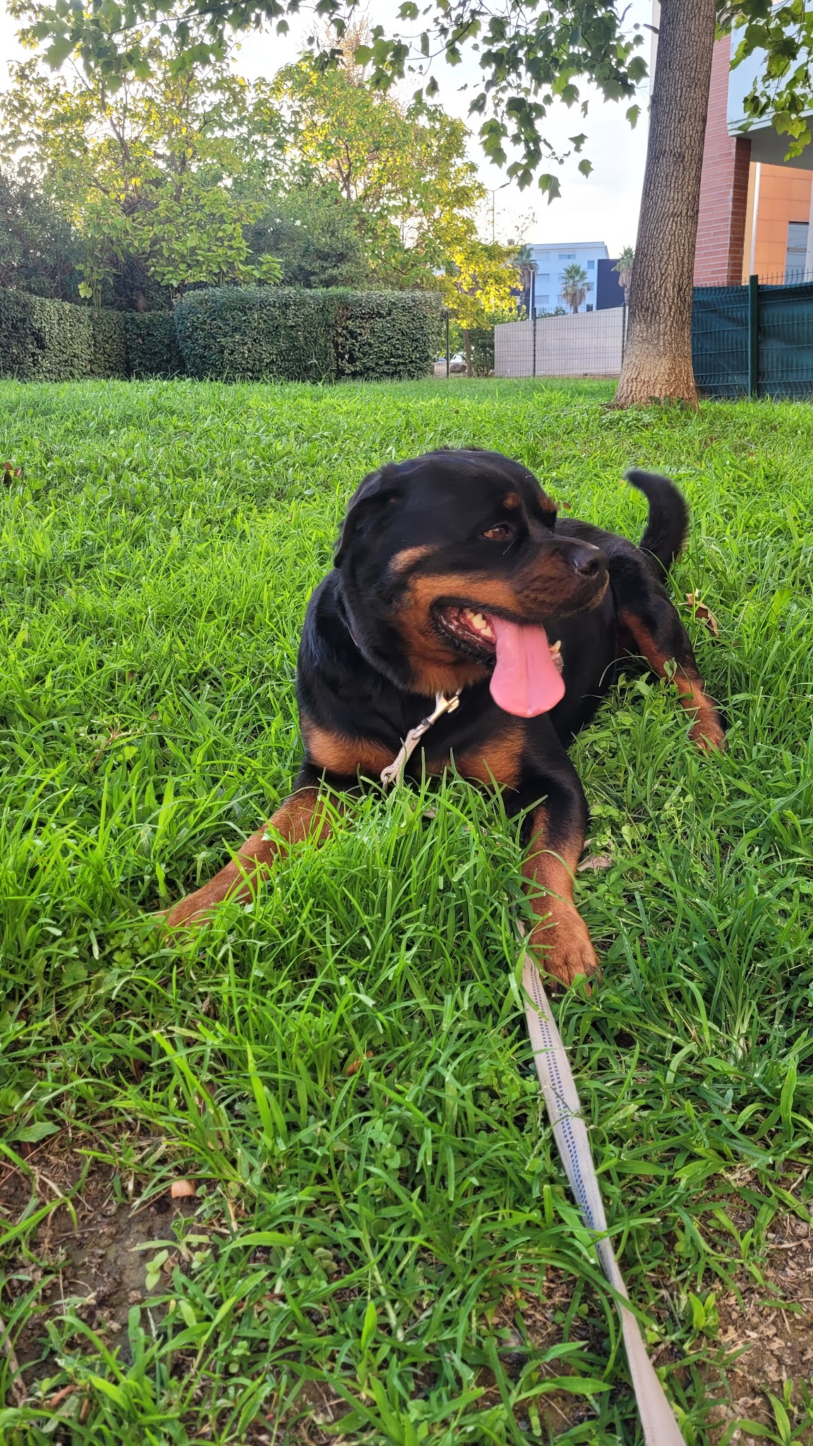 Bas les pattes : éducatrice comportementaliste canin et pet sitter — photo