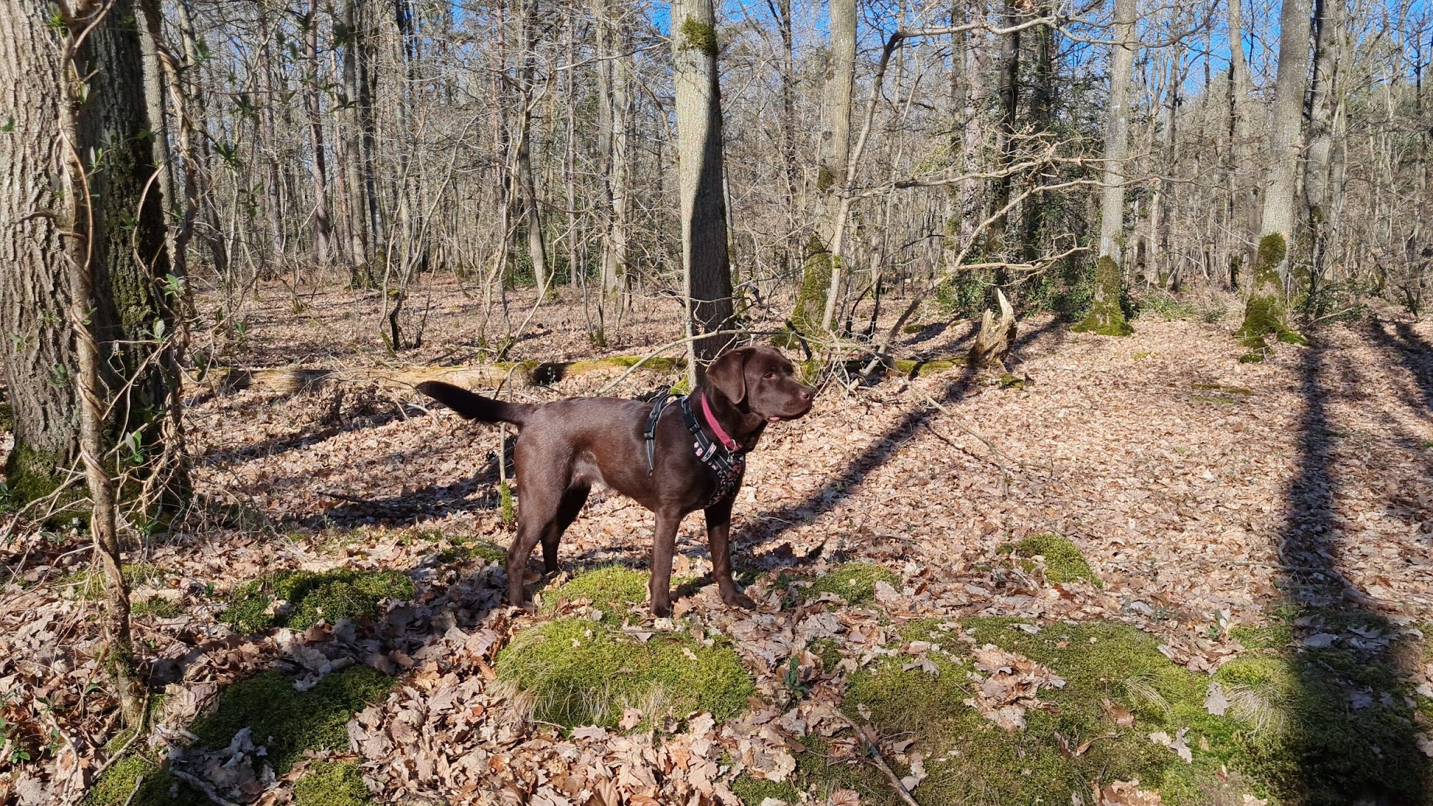 Liberté canine — photo