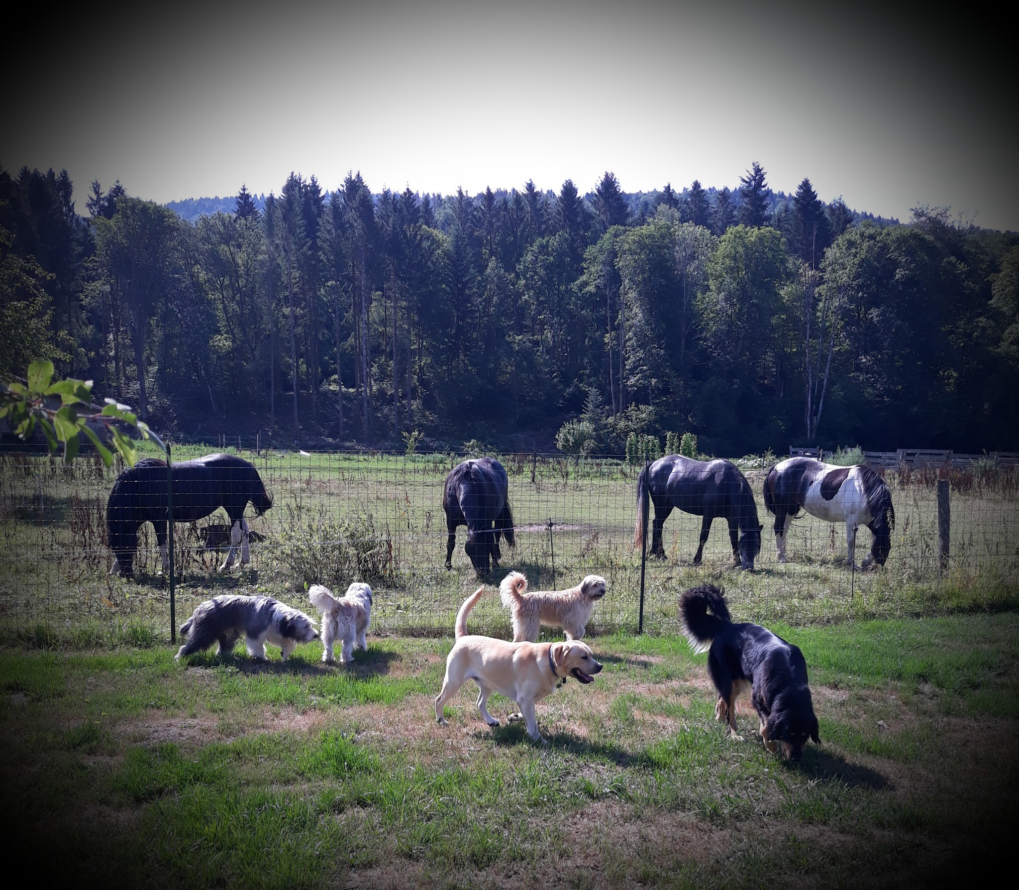 Pension Canine Familiale La Centaurée