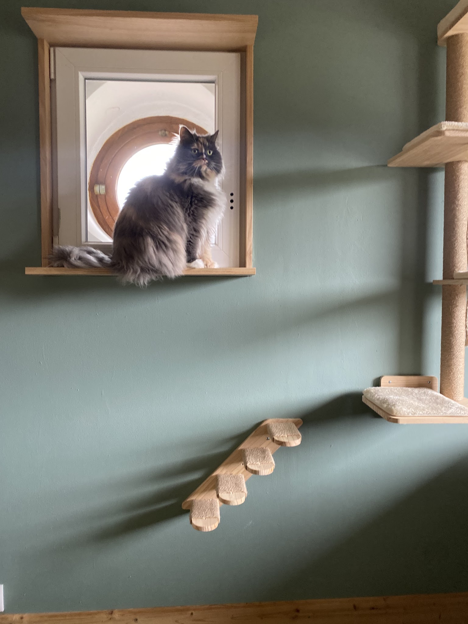 Pas à pattes — photo