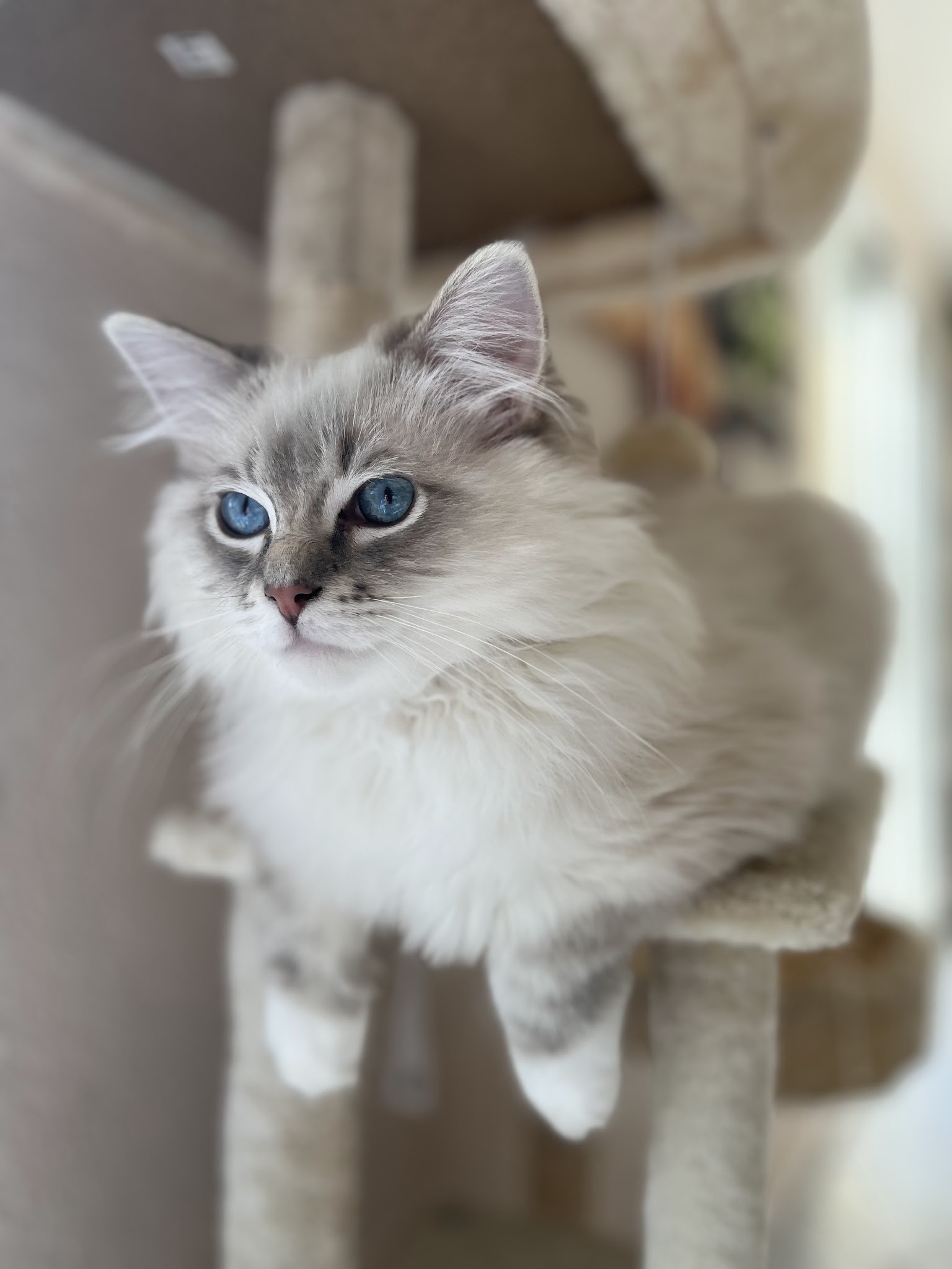 Callisto Animaux — photo