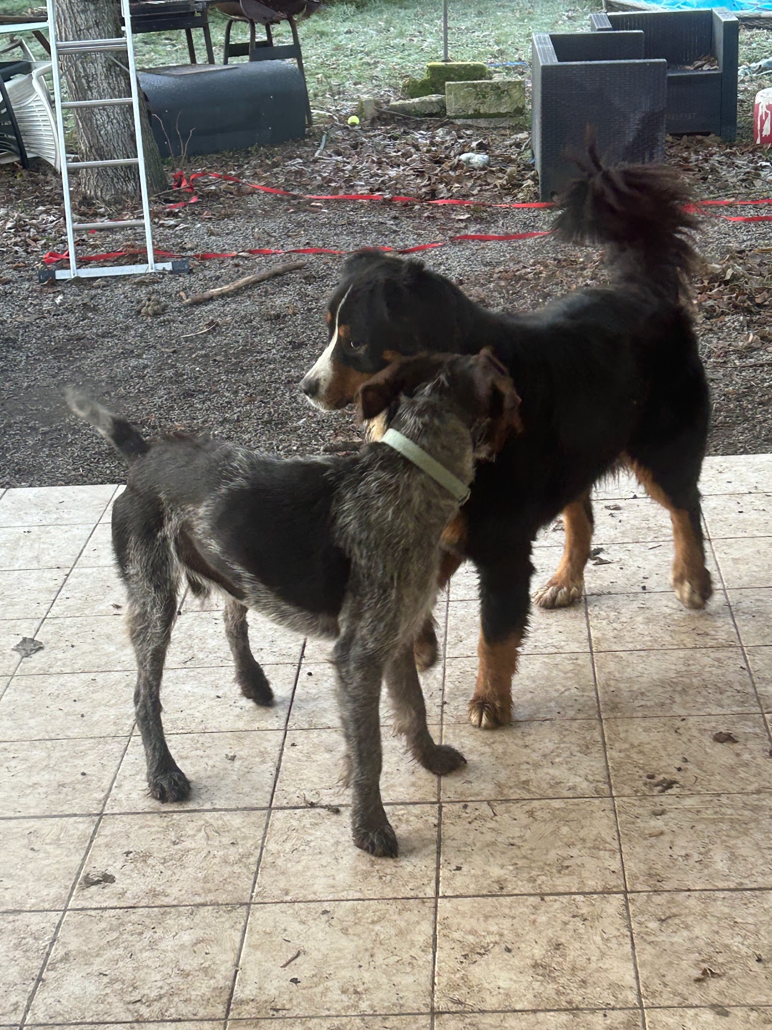 Garde d'animaux 03 — photo