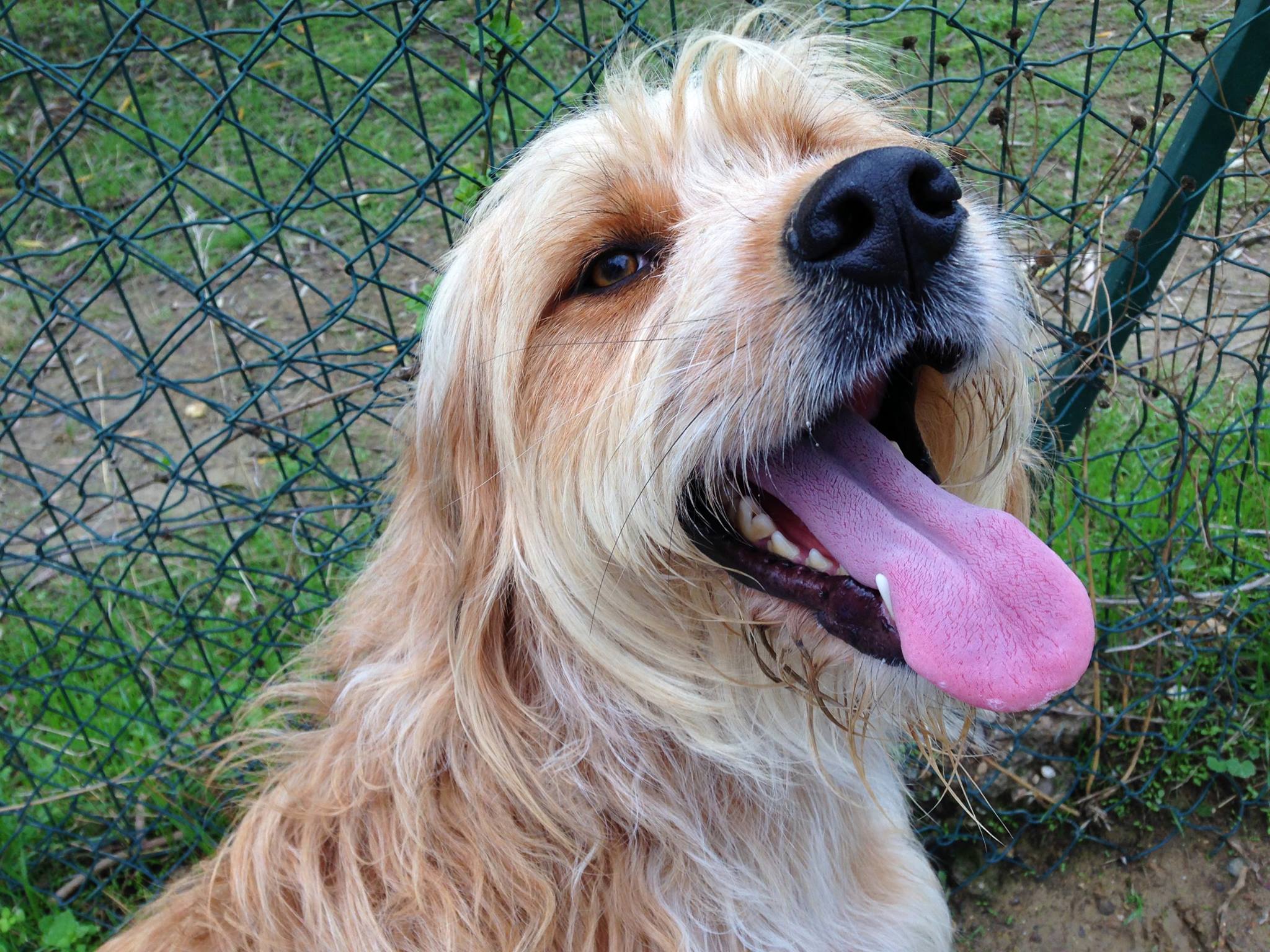 Niches Canines — photo