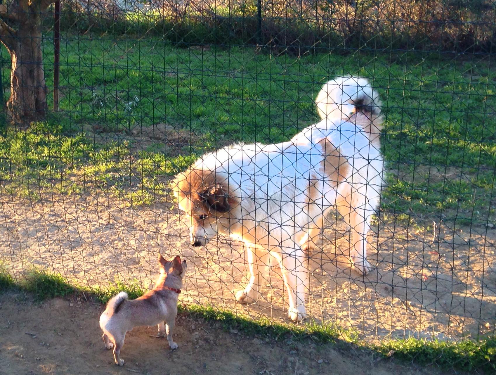 Niches Canines — photo