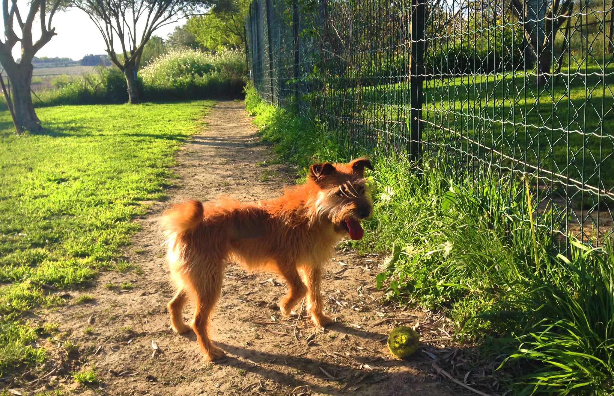 Niches Canines — photo
