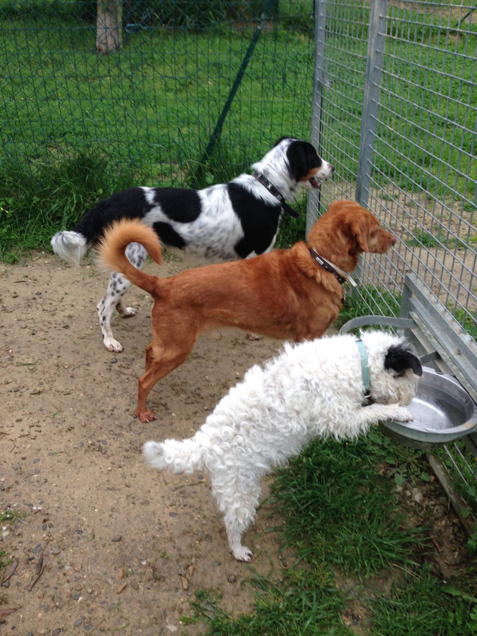 Niches Canines — photo