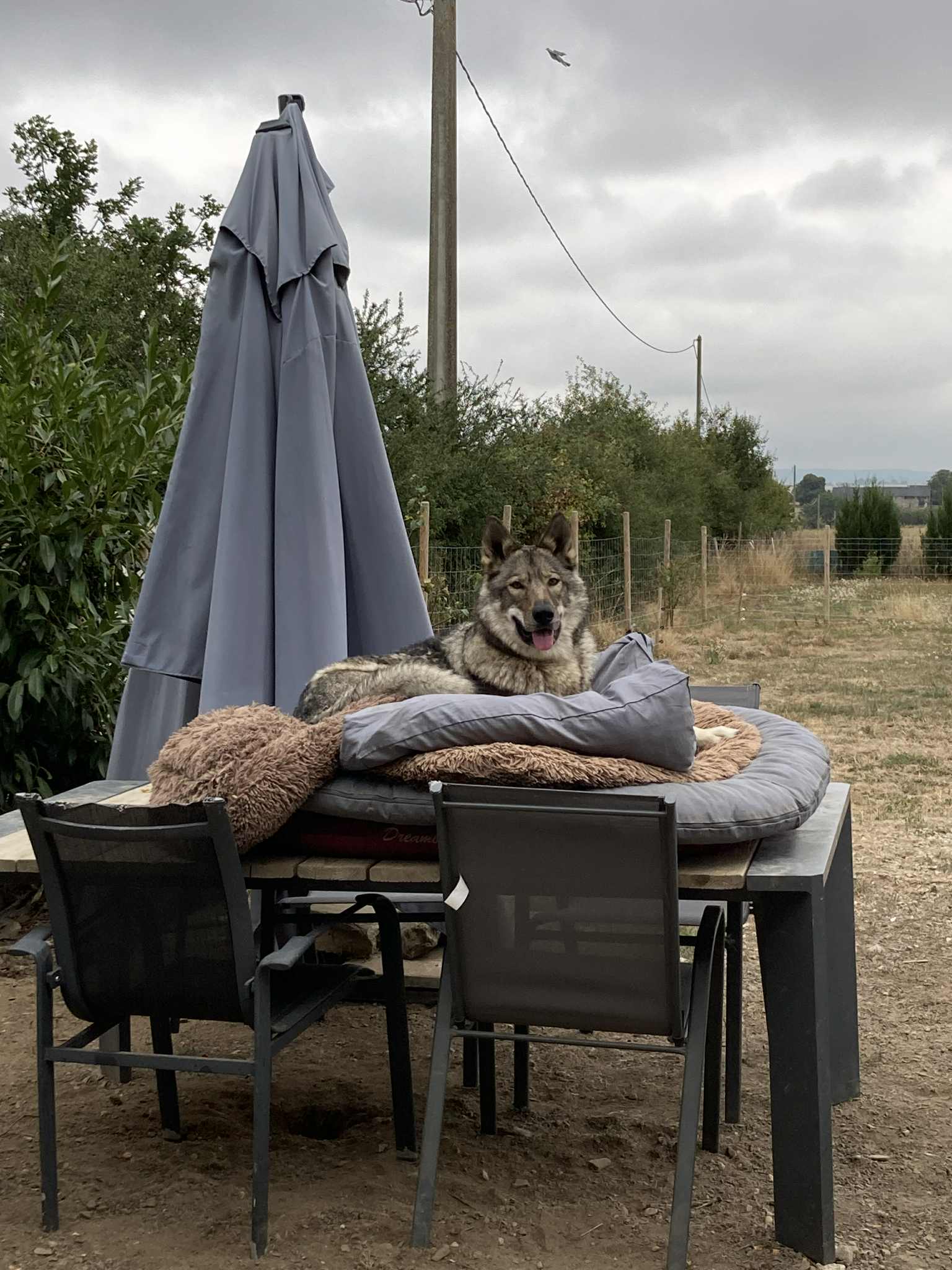 La Taonniere du Fawn — photo