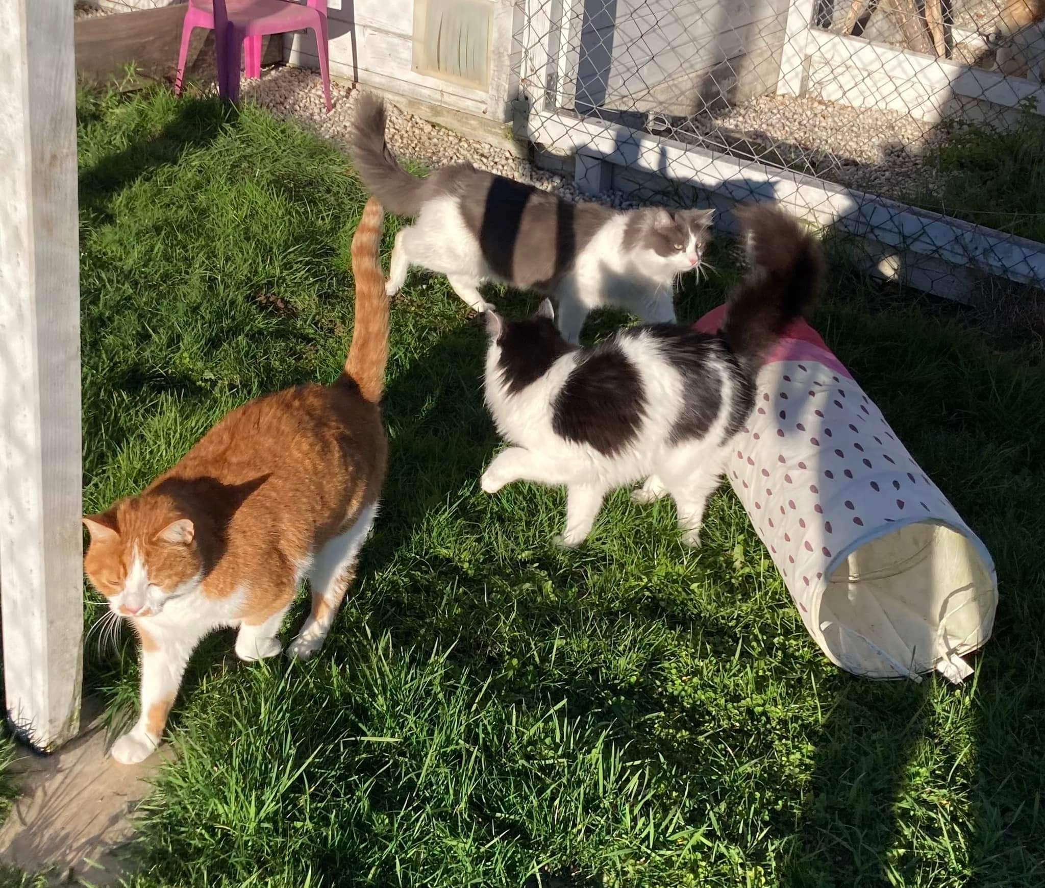 Pension Chien Chat 63 — photo