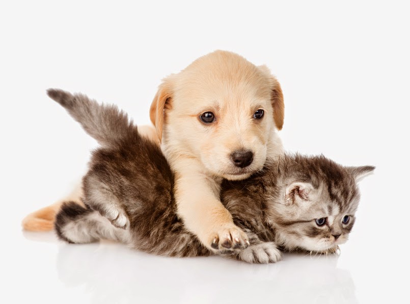 Pension Chien Chat 63 — photo