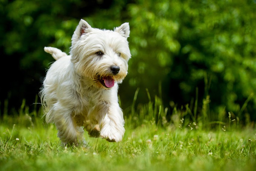 Pension Chien Chat 63 — photo
