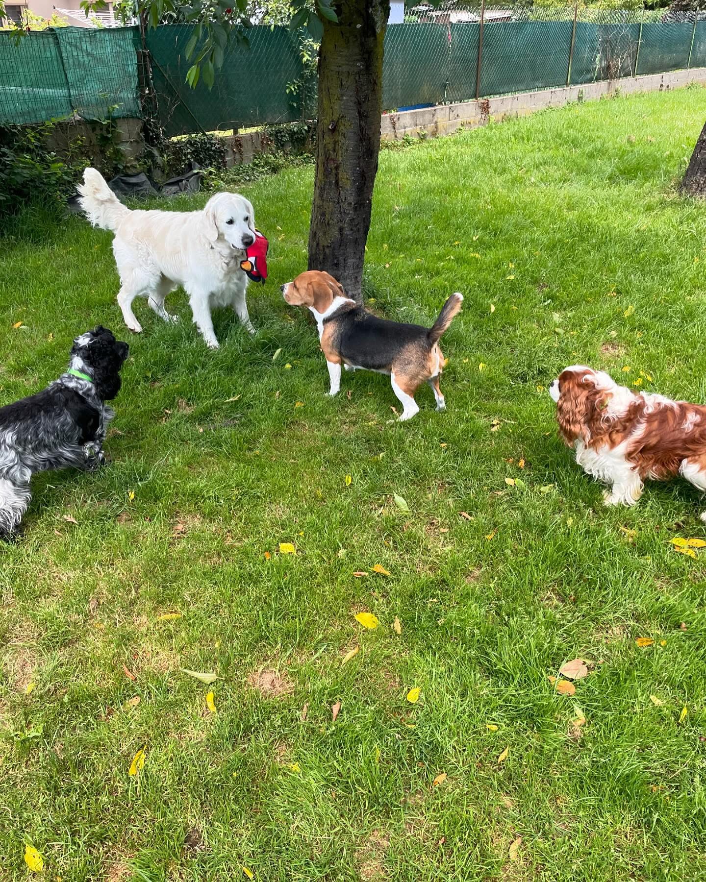 Fanny pension canine