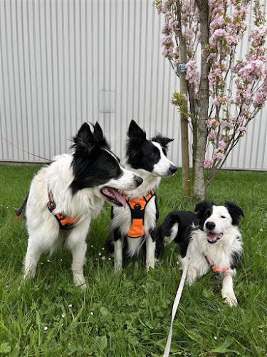 Goldenway International Pets and Live Animals