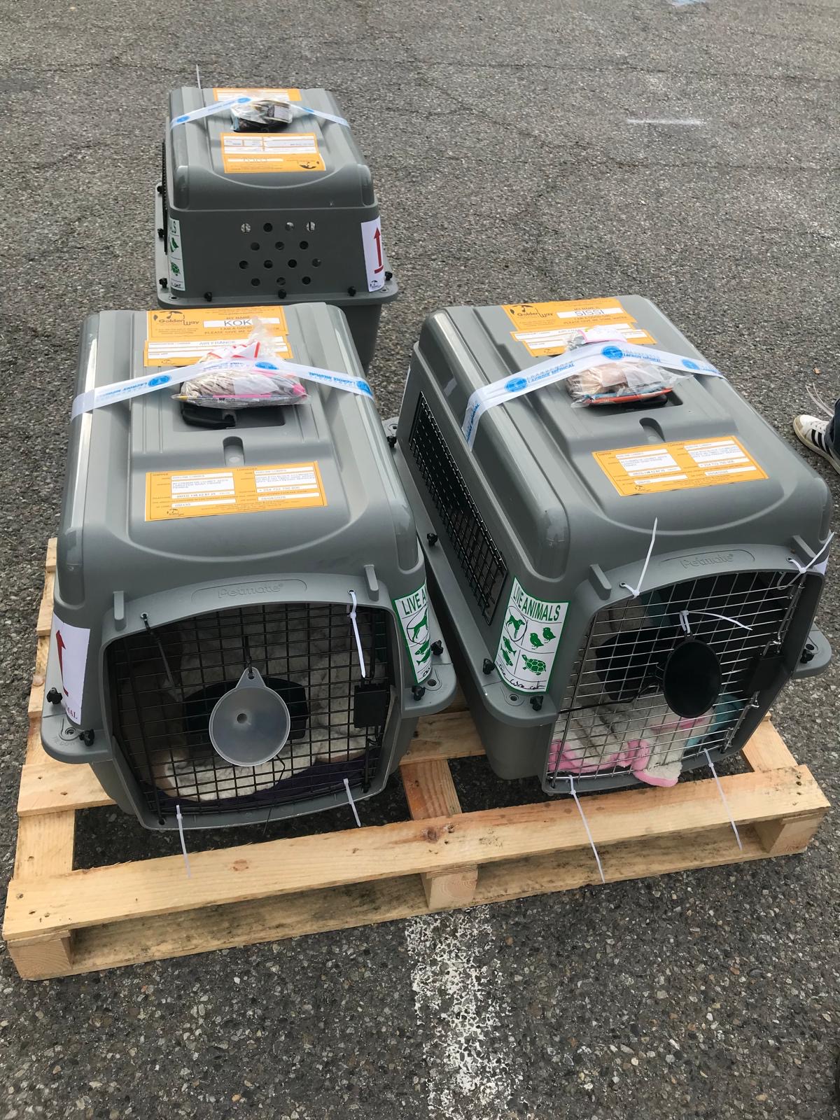 Goldenway International Pets and Live Animals — photo