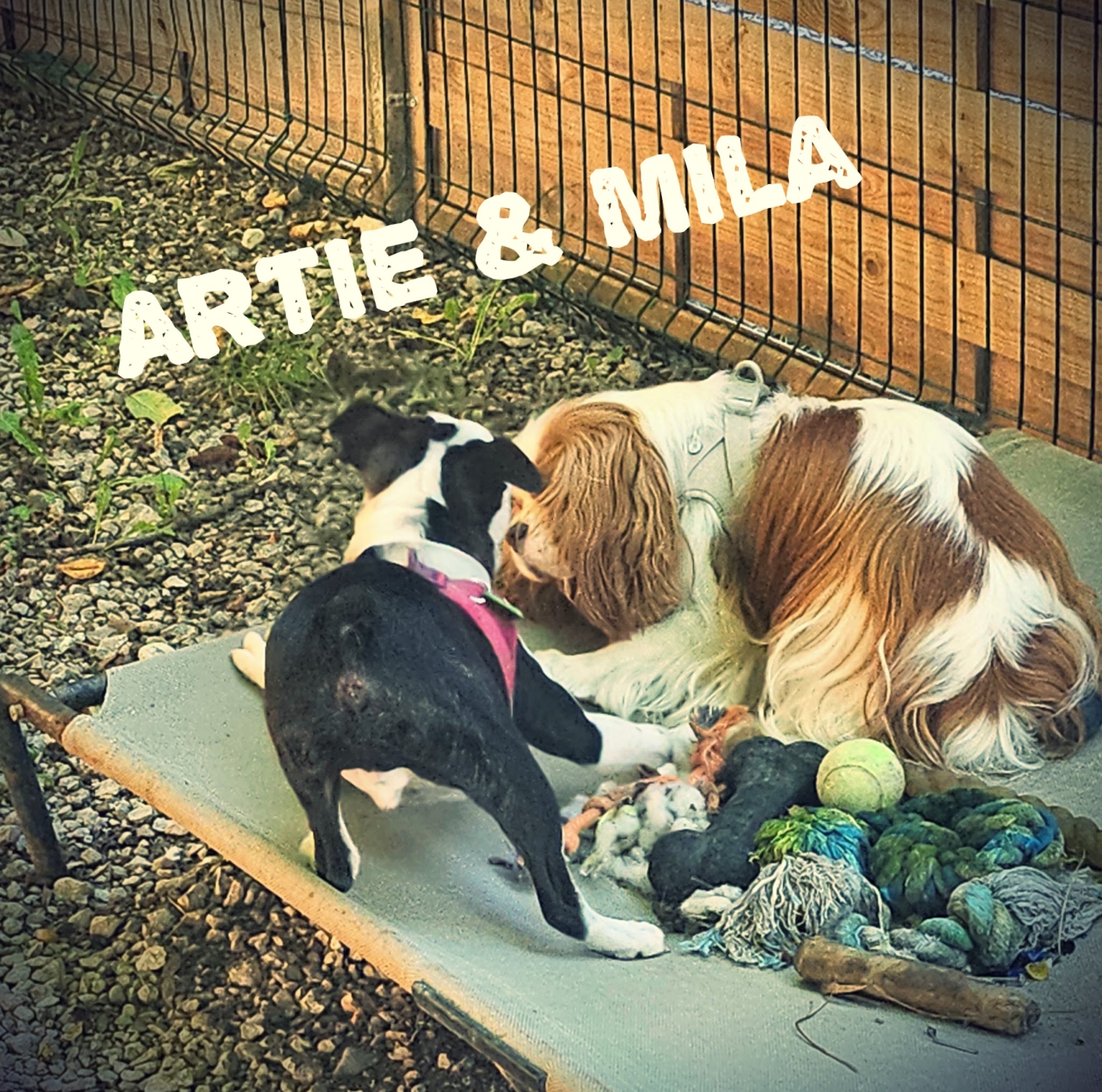 Garde de chiens 74 - Chez Laëti — photo