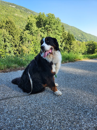 Pension canine familiale de La Perle des Bauges