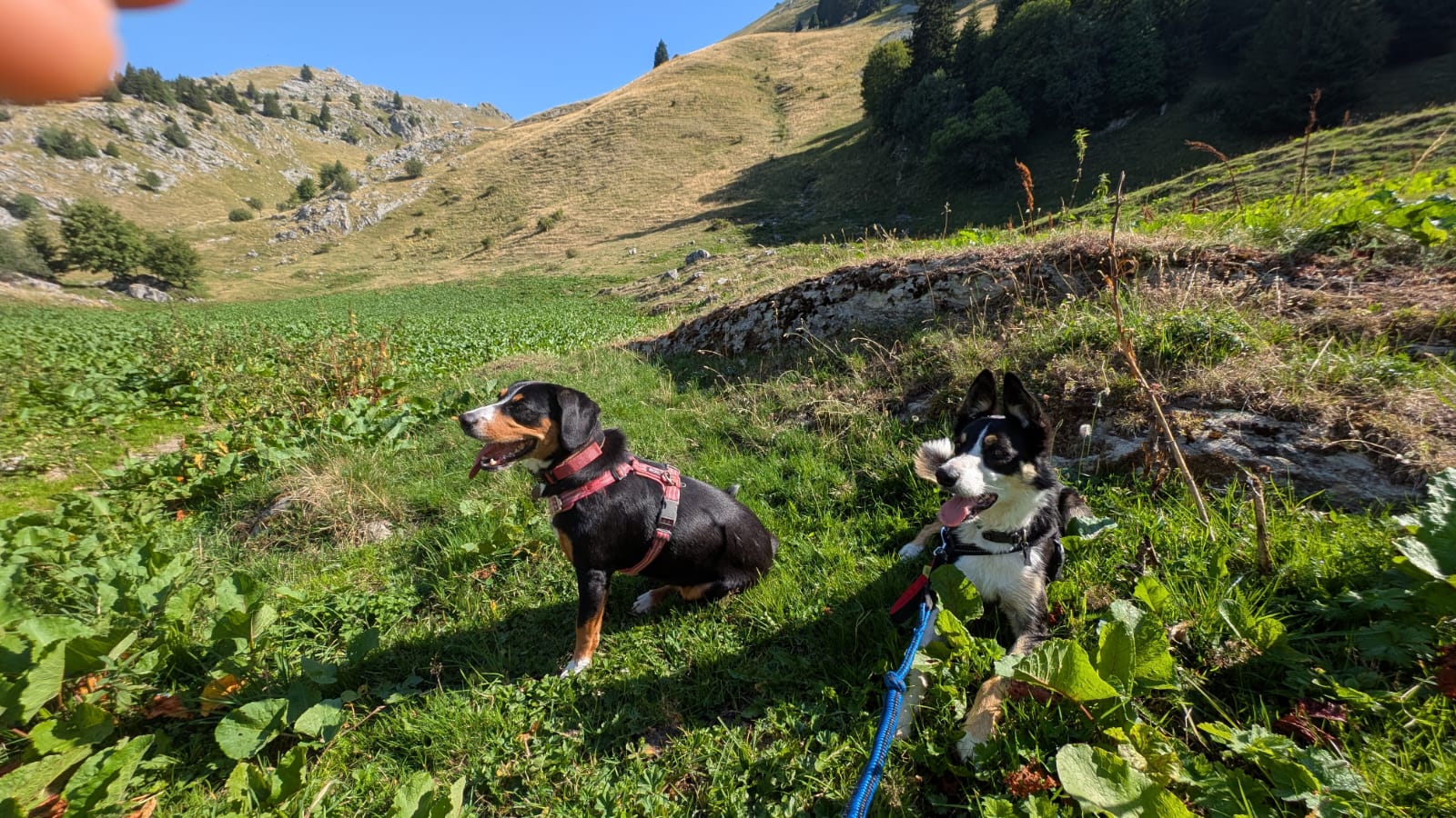 Pension canine familiale de La Perle des Bauges — photo