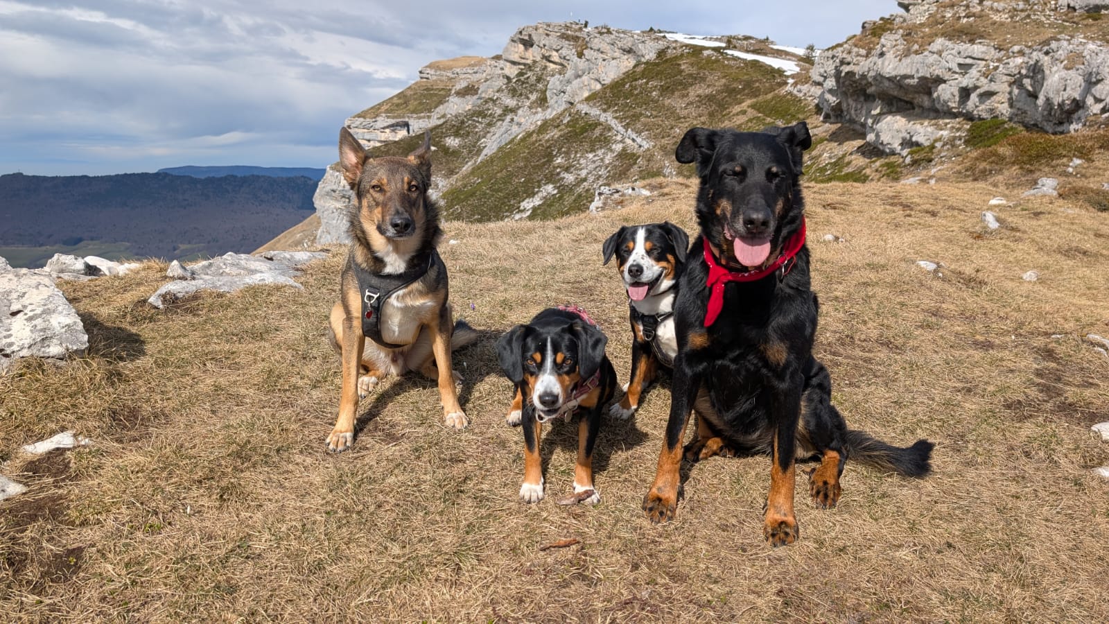 Pension canine familiale de La Perle des Bauges — photo
