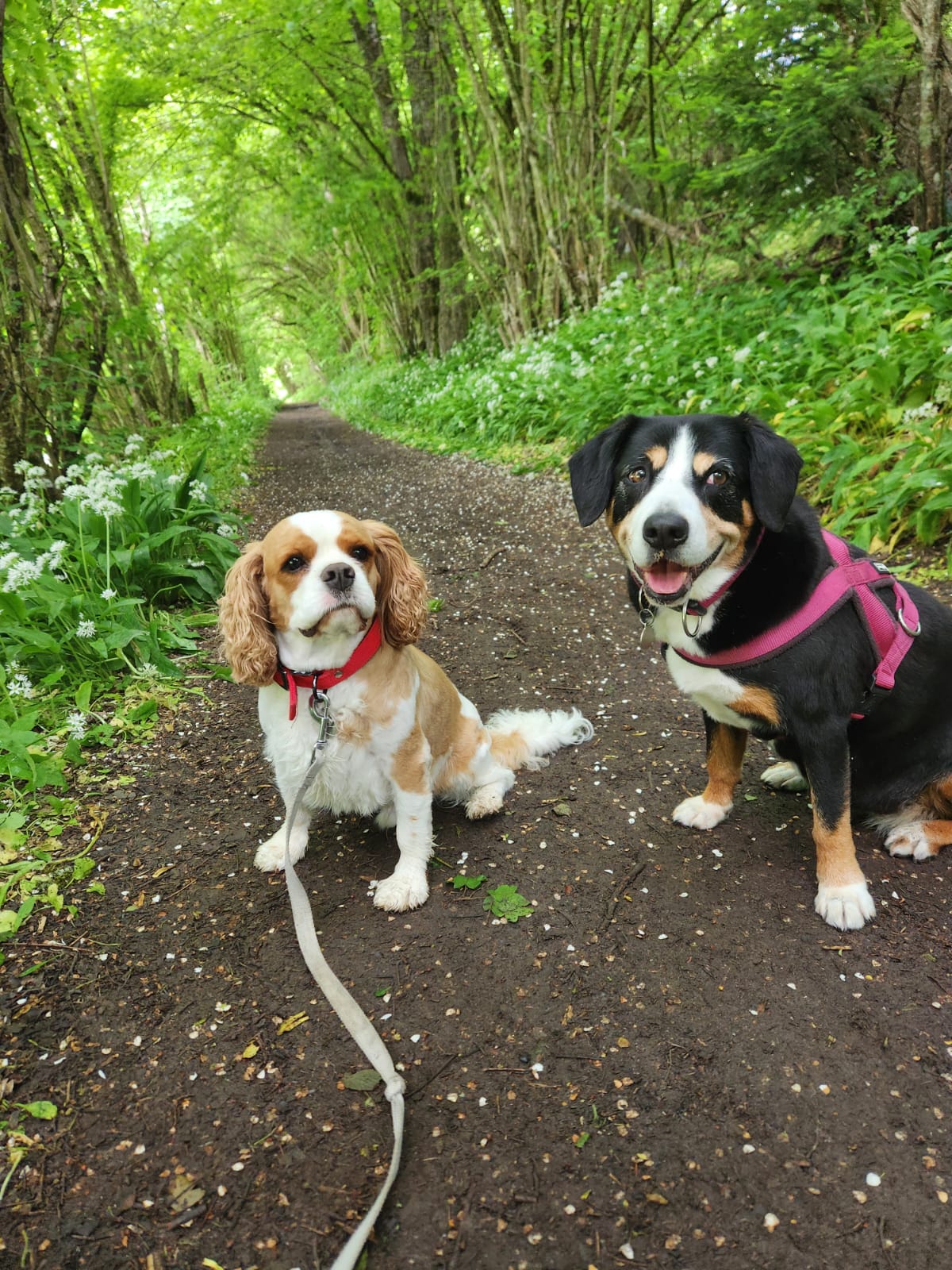 Pension canine familiale de La Perle des Bauges — photo