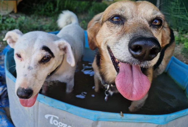 LES TOUTOUS EN COLO Pension canine 5 étoiles sans chenil pour famille de chiens