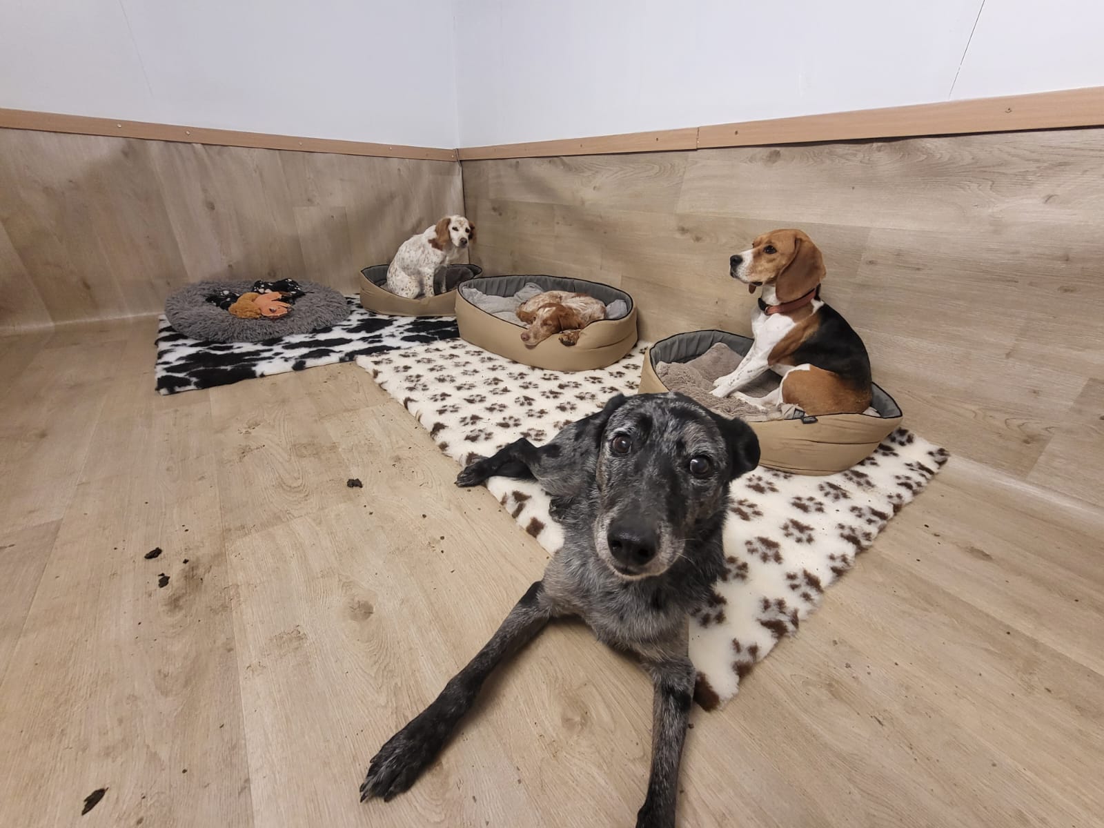 LES TOUTOUS EN COLO Pension canine 5 étoiles sans chenil pour famille de chiens — photo