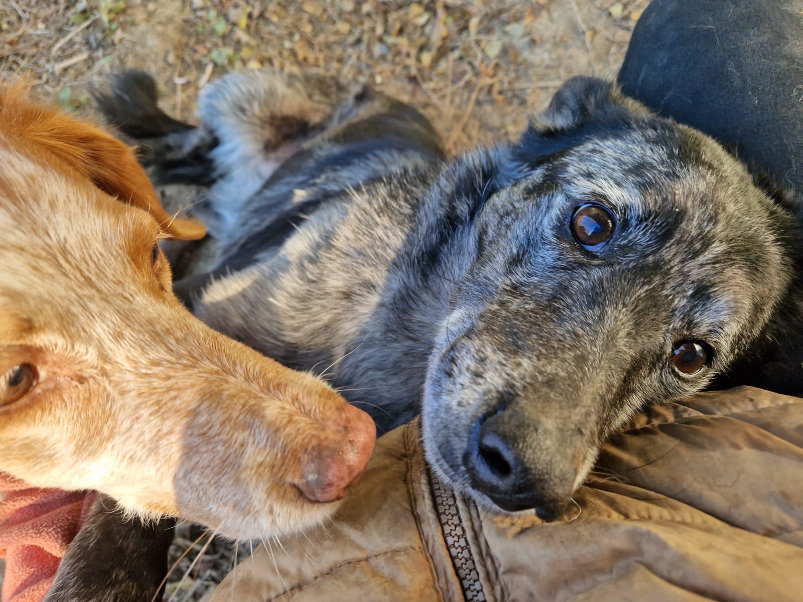 LES TOUTOUS EN COLO Pension canine 5 étoiles sans chenil pour famille de chiens — photo
