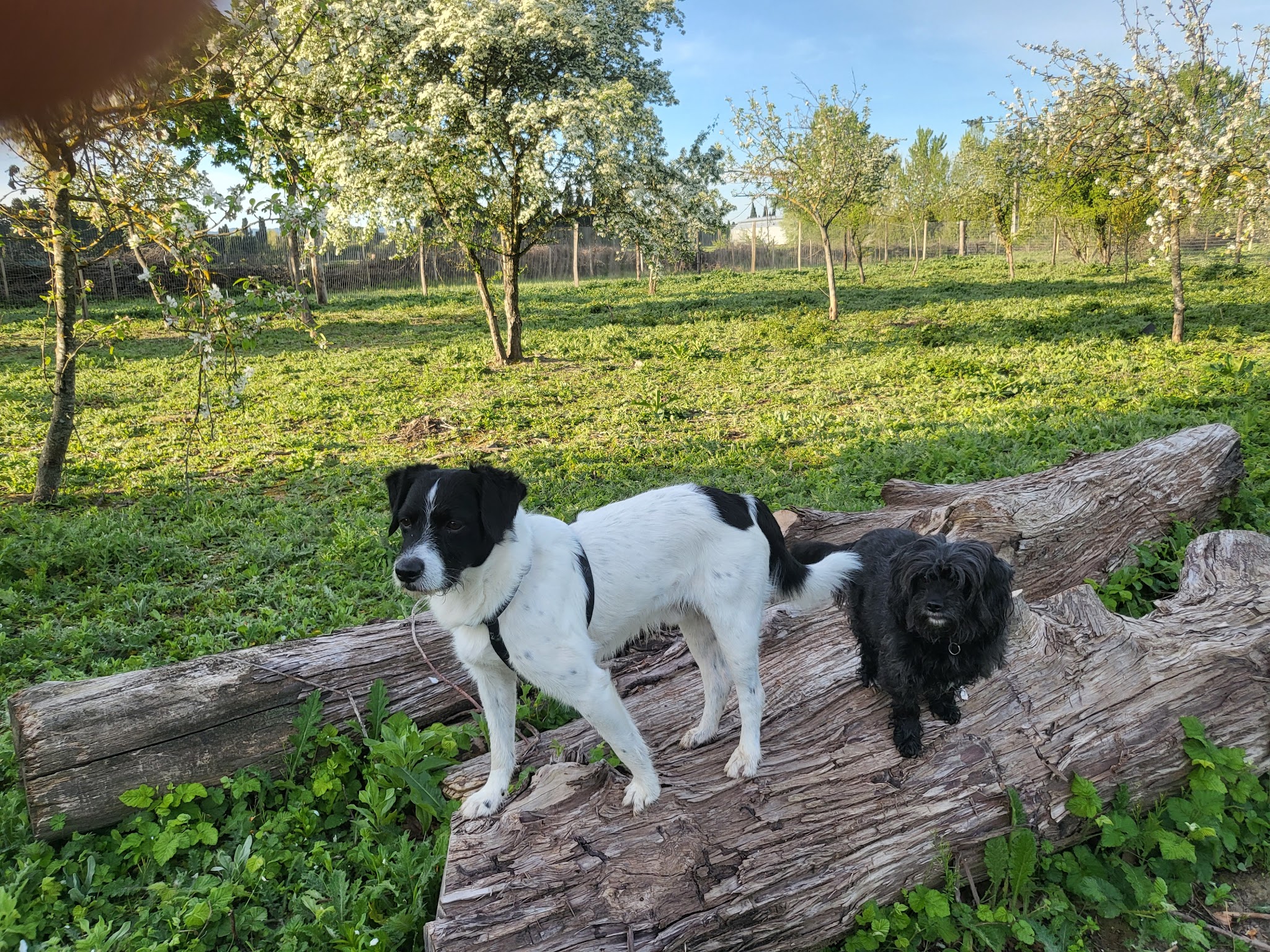 LES TOUTOUS EN COLO Pension canine 5 étoiles sans chenil pour famille de chiens — photo